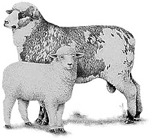 Sheep Suits sheep covers are sheep coats made by Rocky Sheep Co