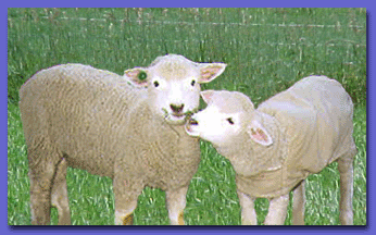 Little lambs sharing grass at Rocky Sheep Company.