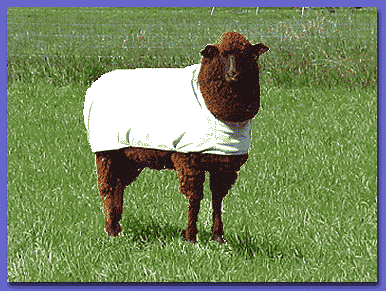 Molly models a Sheep Suits Sheep Cover by Rocky Sheep Company of Loveland, CO.