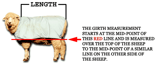Gretta shows you how to measure for Sheep Suits Sheep Covers made by Rocky Sheep Company of Loveland, CO.
